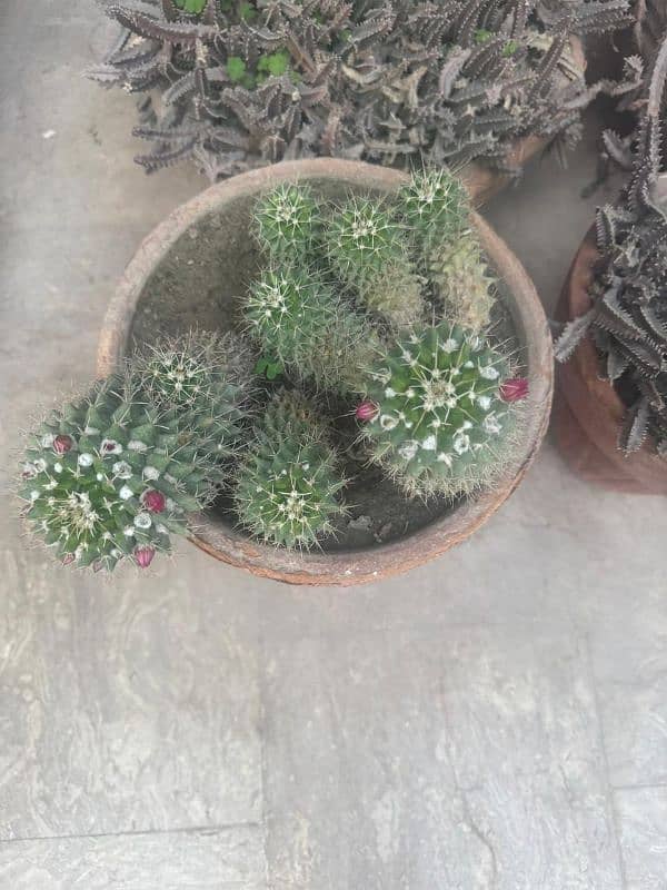 Cactus baby Plants 15