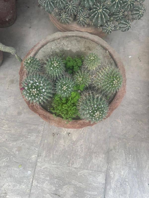 Cactus baby Plants 16