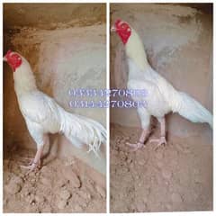 Heera chiks hera/hira/hen/aseel/white/shamo/madi/patha/murga