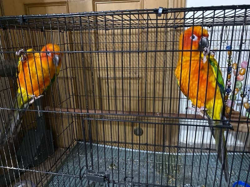 Rainbow Sun Conure 0