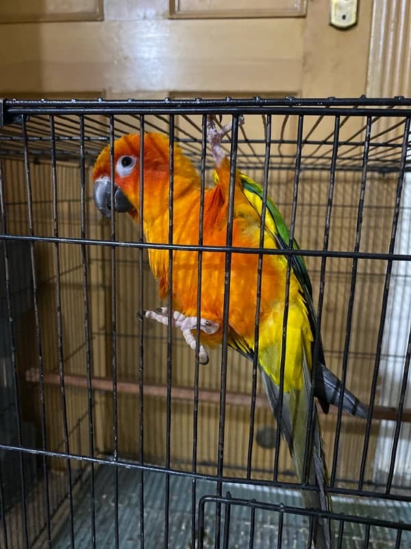 Rainbow Sun Conure 1