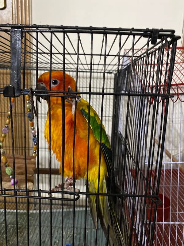 Rainbow Sun Conure 2