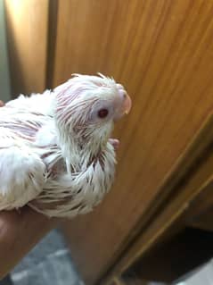 Cockatiel red eyes chicks for sale