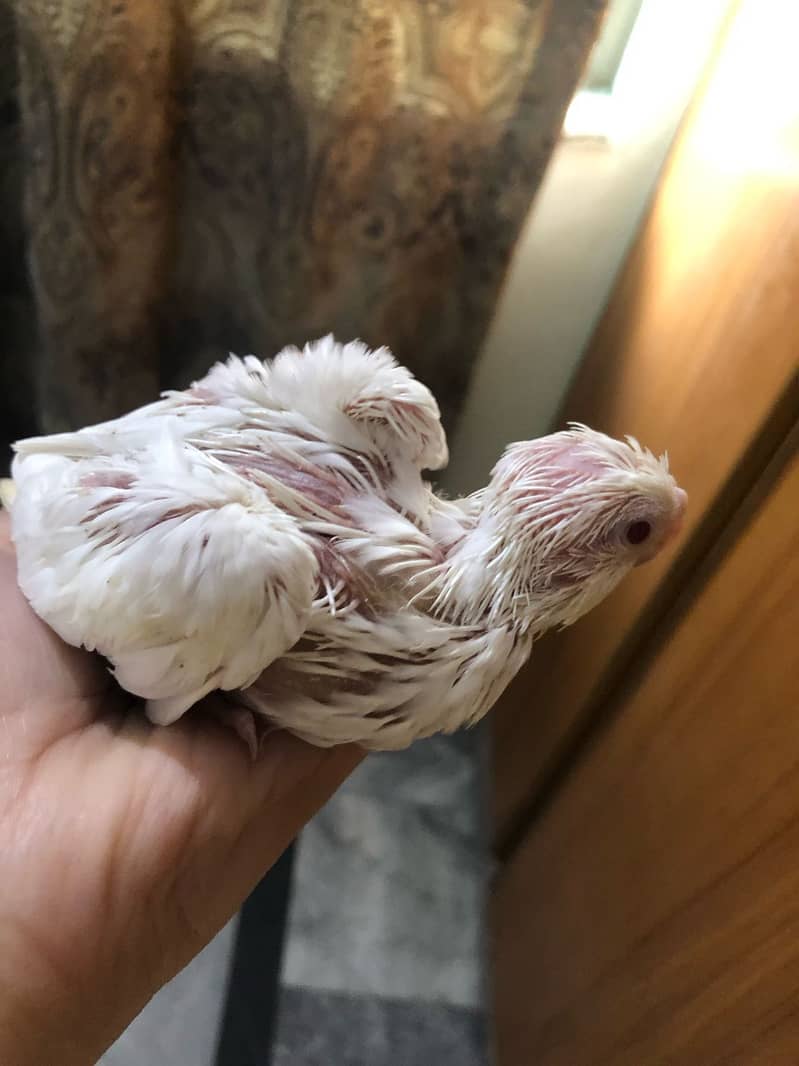 Cockatiel red eyes chicks for sale 1