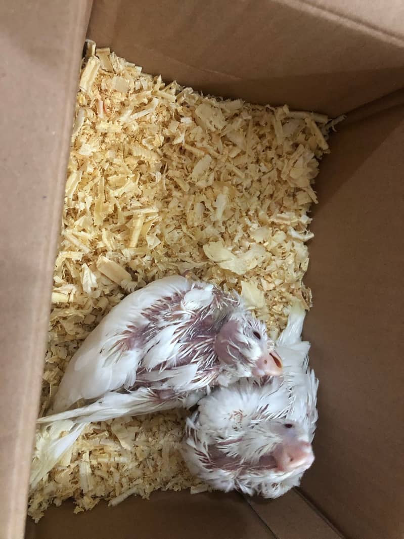 Cockatiel red eyes chicks for sale 2