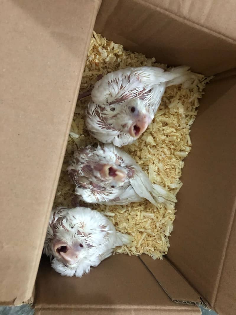 Cockatiel red eyes chicks for sale 3