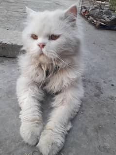 Cat available for sale (picky breed line) triple coated