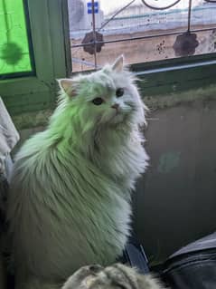 9-Month-Old Fluffy Persian Cat for Sale