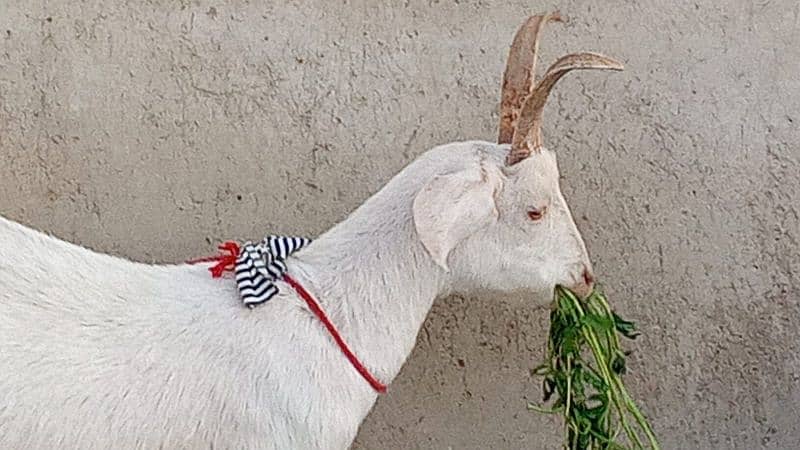 Goats for sell 2