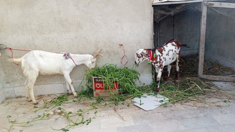 Goats for sell 3