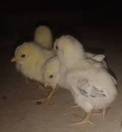 Aseel chicks for sale 03089179667