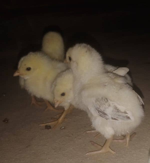 Aseel chicks for sale 03089179667 0