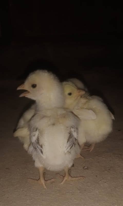 Aseel chicks for sale 03089179667 1