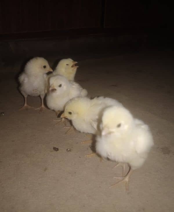 Aseel chicks for sale 03089179667 2