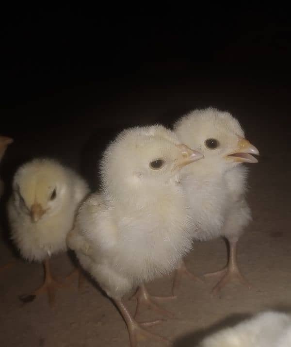 Aseel chicks for sale 03089179667 3