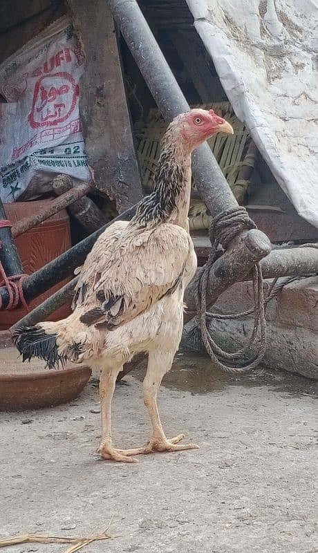 Aseel chicks for sale 03089179667 5