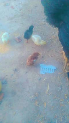 per chick 1200. Jawa Aseel pure chicks is for sale