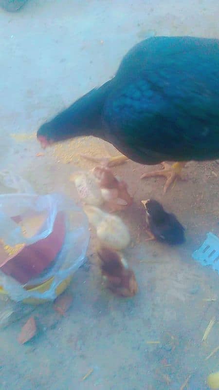 per chick 1200. Jawa Aseel pure chicks is for sale 2