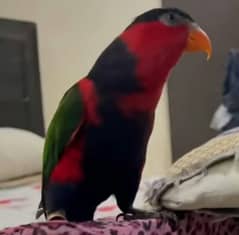 Parrot Talking Tamed