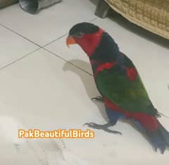 Parrot Talking Tamed