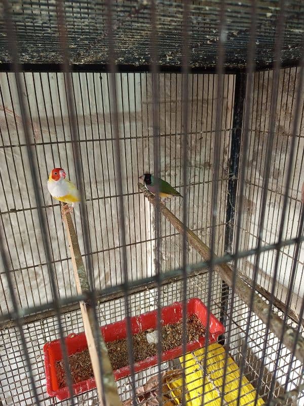 Gouldian Finch Adult Pair 0