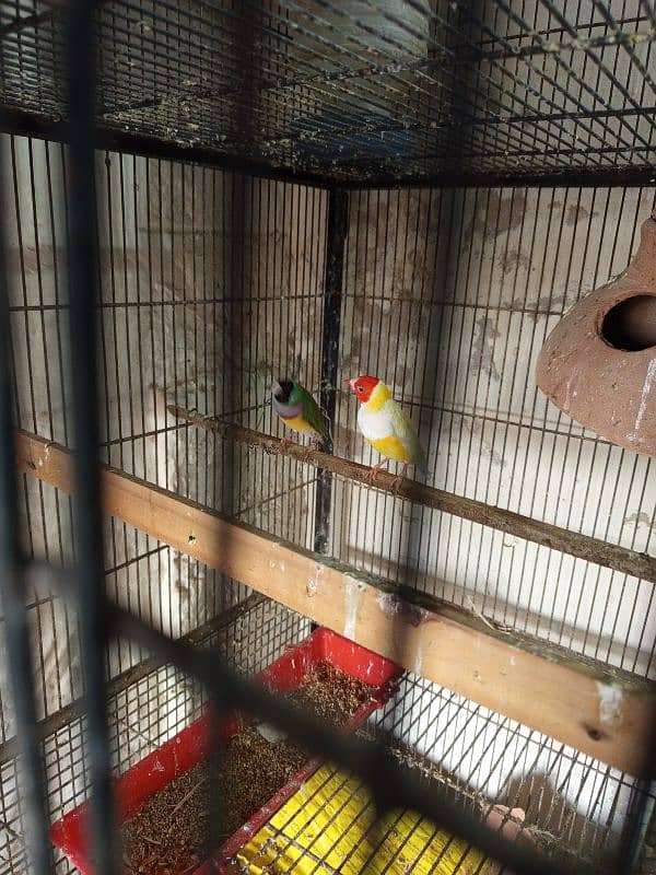 Gouldian Finch Adult Pair 1