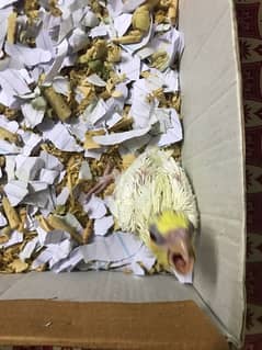 Cream Cockatiel chick