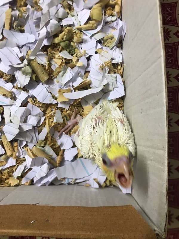 Cream Cockatiel chick 0