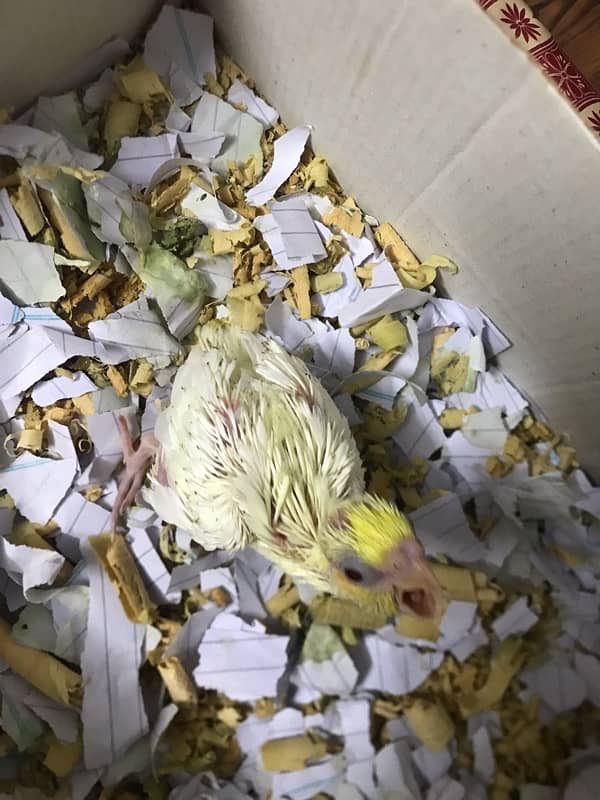 Cream Cockatiel chick 1