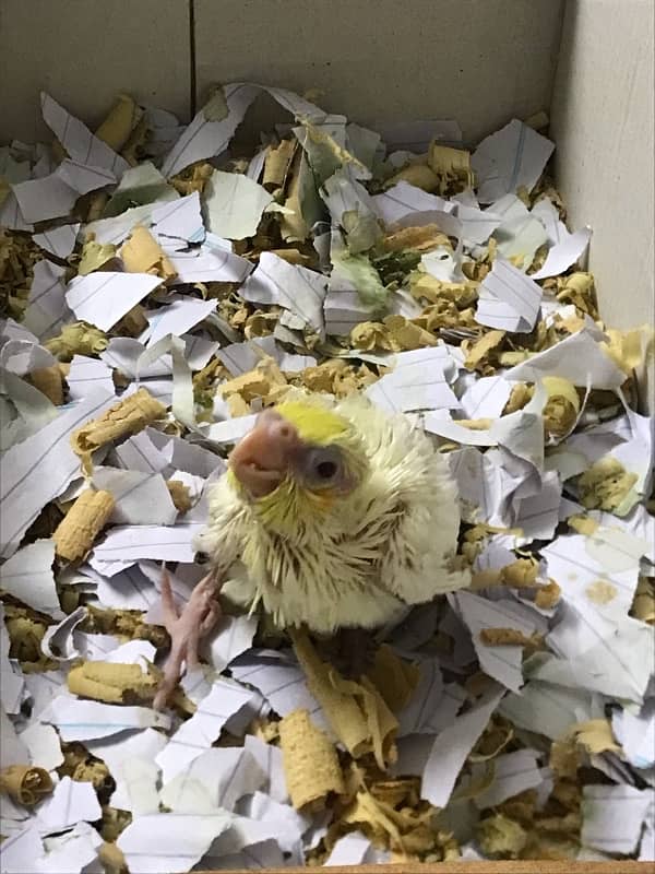 Cream Cockatiel chick 2