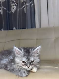 Persian cat