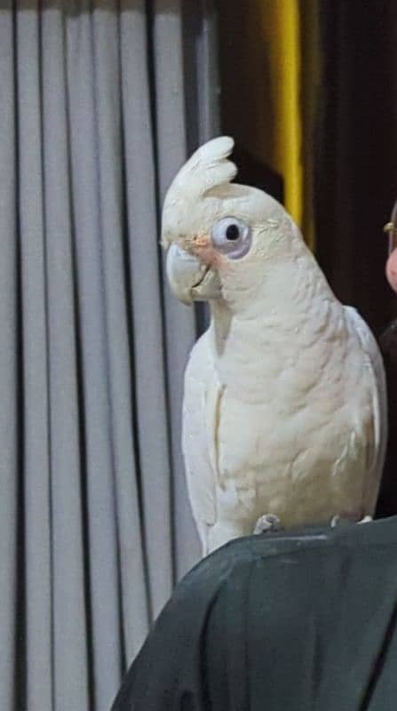 Goffin cockatoo 0