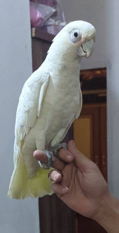 Goffin cockatoo 1