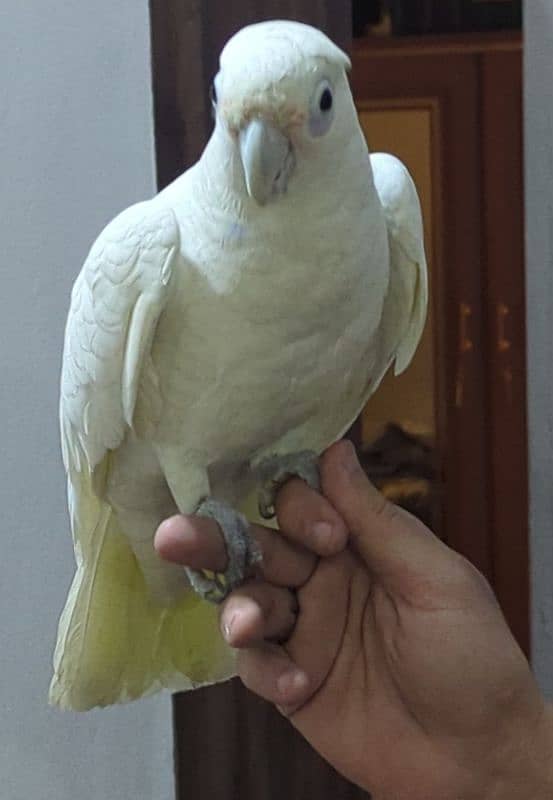 Goffin cockatoo 2