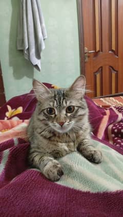 6 month female kitten for free adoption