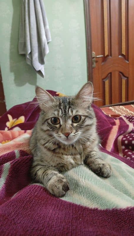 6 month female kitten for free adoption 0