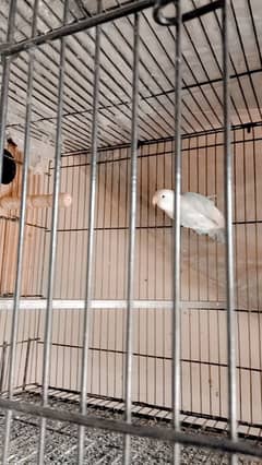 lovebird female for sale