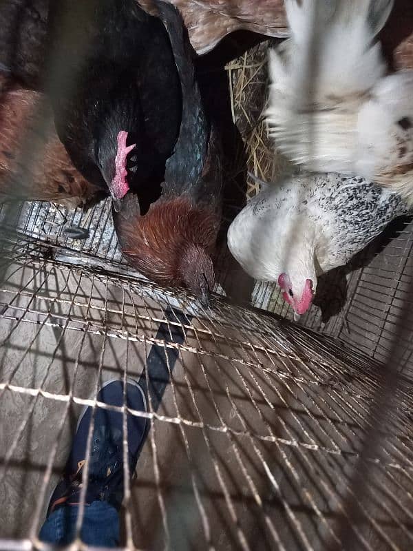 Desi egg laying hens and roosters 2