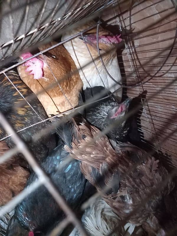 Desi egg laying hens and roosters 4