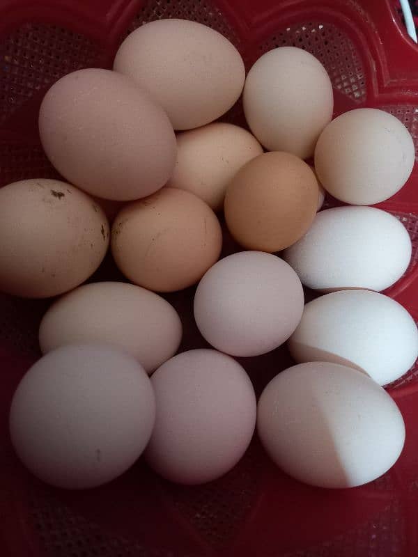 Desi egg laying hens and roosters 5