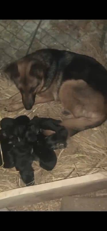 german shepherd female with 8 puppy 1