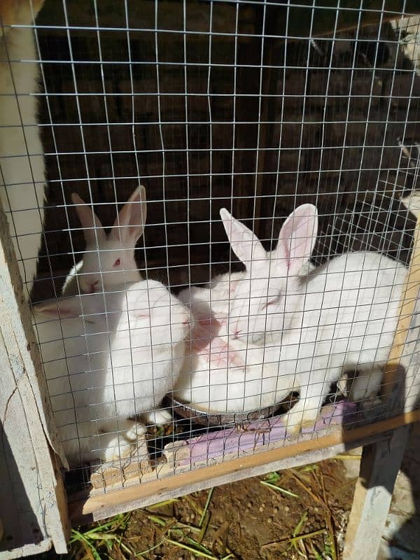 New Zealand white 100% pure breed,pair 2