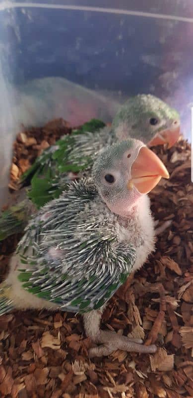 Phari chicks available 0