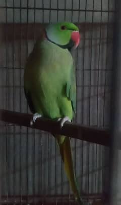 Ring neck parrot green Ring male Avaliable