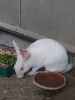 ak female rabbit ha ready to breed ha baby sa isko pala ha