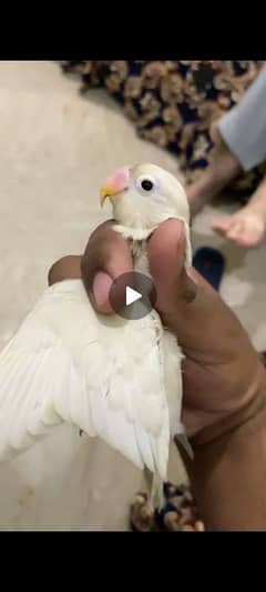 Lovebirds Albino /opline