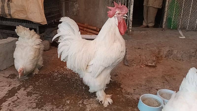 different hen breed pair available 1