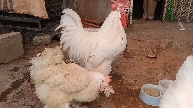 different hen breed pair available 2