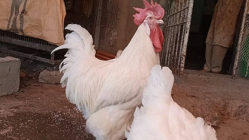 different hen breed pair available 3