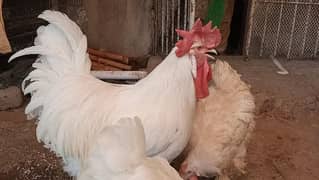 different hen breed pair available